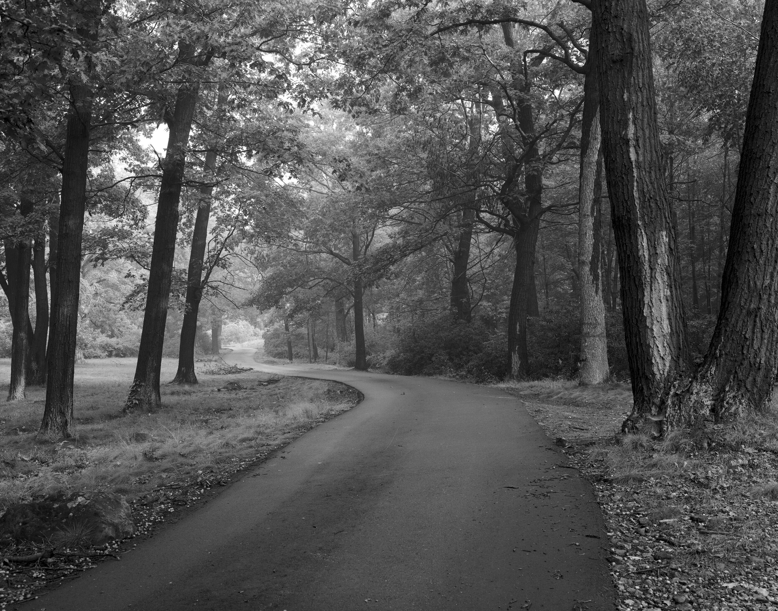 Jane Mead – Eu me pergunto se sentirei falta do musgo