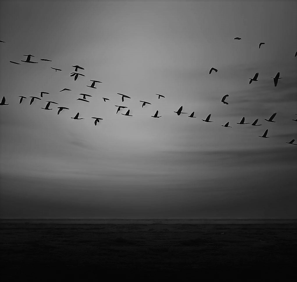 Ellen Bryant Voigt – A cúspide