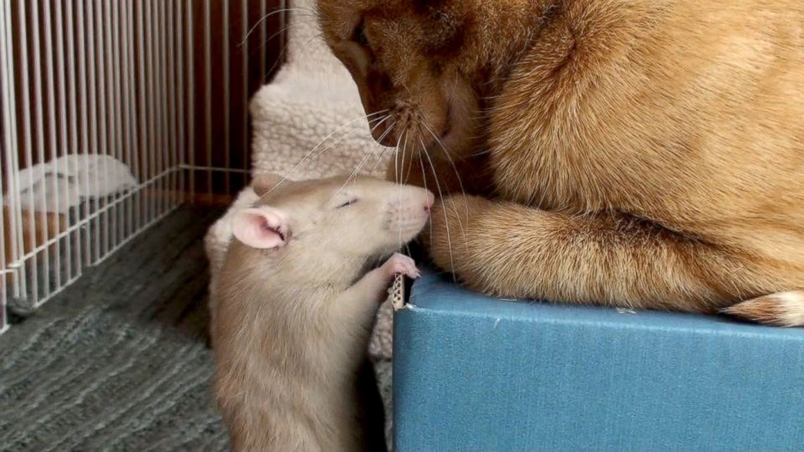 Faith Shearin – Desastres Naturais