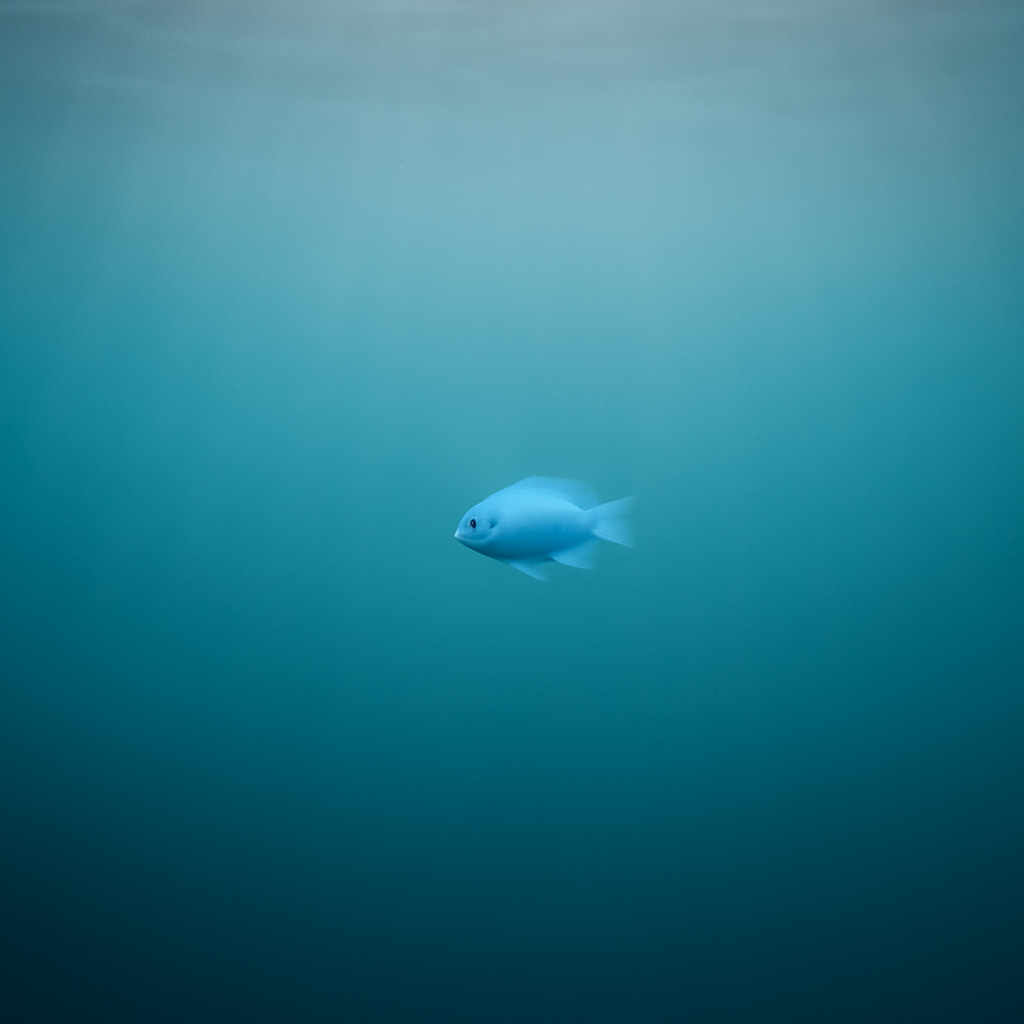 Cassiano Ricardo – Missa de Corpo Presente